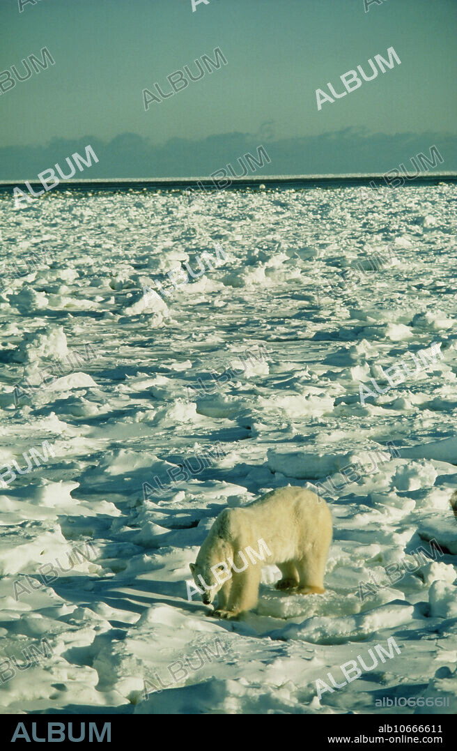Polar bear. Polar bear (Ursus maritimus) on ice. Polar bears are large carnivores which roam the ice floes and coastal waters of the Arctic region. They are solitary animals, meeting only to mate. Polar bears mainly eat seals and fish, and are excellent swimmers. They may be the largest land carnivore, as some bears weigh over 700 kilograms. Photographed at Cape Churchill, Manitoba, Canada.