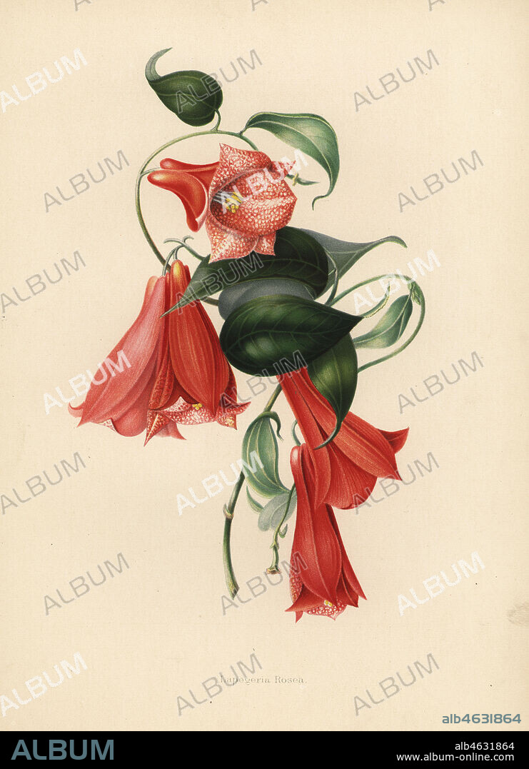 Chilean bellflower or copihue, Lapageria rosea (Lapegeria rosea). Chromolithograph after a botanical drawing by Emily Eden from her Flowers from an Indian Garden: Second Series: Hope, Breidenbach & Co, Dusseldorf, 1860s. Eden was an English female aristocratic writer, novelist and traveler who accompanied her brother George in India from 1836 to 1842.