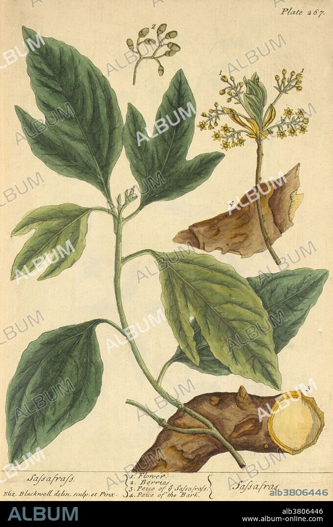 Sassafras, Medicinal Plant, 1737