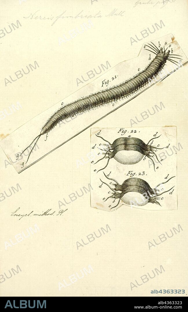 Nereis fimbriata, Print, Nereis is a genus of polychaete worms in the family Nereididae. It comprises many species, most of which are marine. Nereis possess setae and parapodia for locomotion. They may have two types of setae, which are found on the parapodia. Acicular setae provide support. Locomotor chaetae are for crawling, and are the bristles that are visible on the exterior of the Polychaeta. They are cylindrical in shape, found not only in sandy areas, and they are adapted to burrow. They often cling to seagrass (posidonia) or other grass on rocks and sometimes gather in large groups. They are dangerous to touch giving very painful long lasting burns... In Maltese they are called BUSUF.