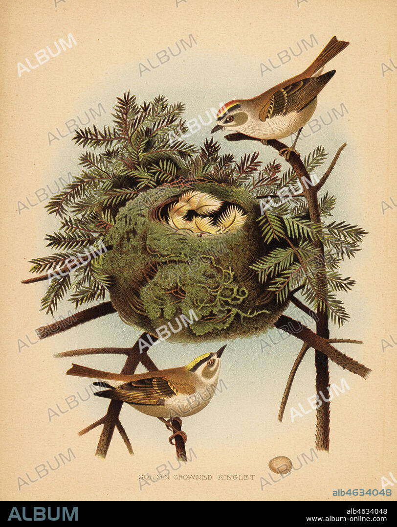 Golden-crowned kinglet, Regulus satrapa. Chromolithograph after an illustration by Edwin Sheppard from Thomas George Gentrys Nests and Eggs of the Birds of the United States, J.A. Wagenseller, Philadelphia, 1881.
