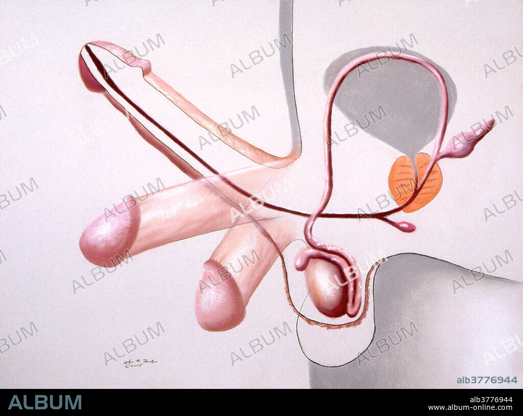 Normally hanging limp, the male penis grows in size and stands out from the body at an angle when sexually aroused. In such a state it can be inserted into the female vagina commencing sexual intercourse.