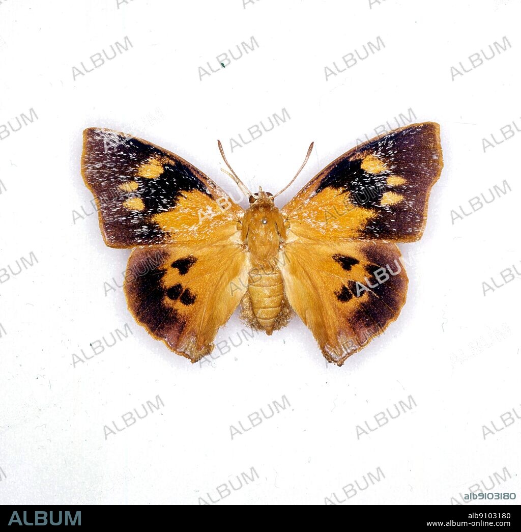 Butterflies/moths - Liphyra brassolis.