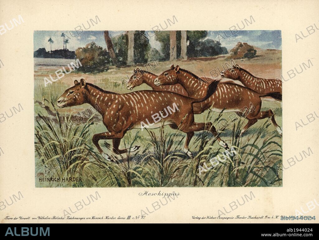 Mesohippus, extinct genus of early horse that lived from the Eocene to Oligocene epoch. Colour printed (chromolithograph) illustration by Heinrich Harder from "Tiere der Urwelt" Animals of the Prehistoric World, 1916, Hamburg. Heinrich Harder (1858-1935) was a German landscape artist and book illustrator. From a series of prehistoric creature cards published by the Reichardt Cocoa company. Natural historian Wilhelm Bolsche wrote the descriptive text.
