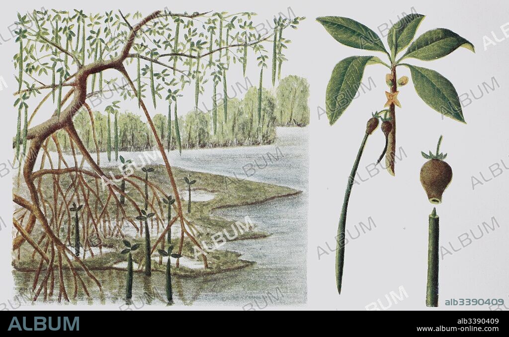 Rhizophora mucronata, loop-root mangrove, red mangrove or Asiatic mangrove, historical illustration, 1880.