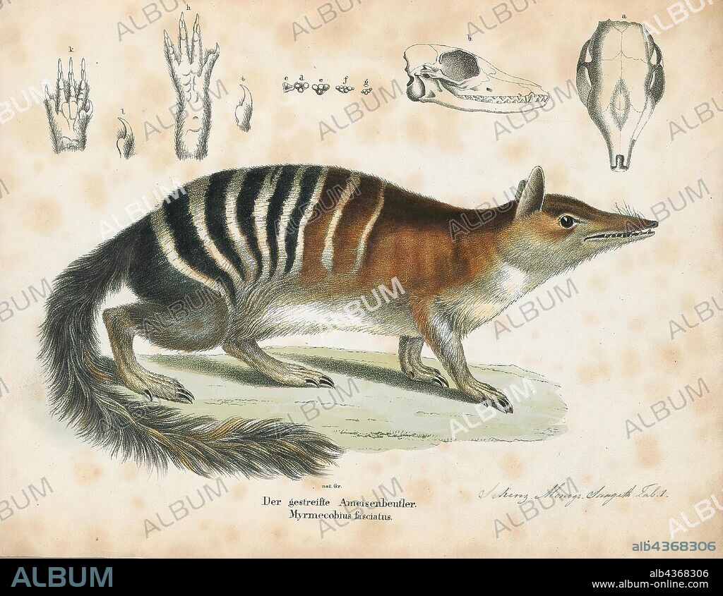 Myrmecobius fasciatus, Print, Numbat - Myrmecobius fasciatus - is an insectivorous marsupial native to Western Australia and recently re-introduced to South Australia. The species is also known as noombat or walpurti. Its diet consists almost exclusively of termites. Once widespread across southern Australia, its range is now restricted to several small colonies and it is listed as an endangered species. The numbat is an emblem of Western Australia and protected by conservation programs., 1700-1880.