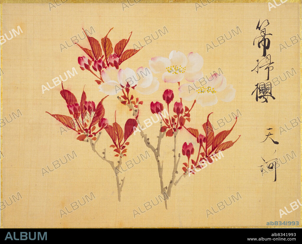 KONEN SAKAMOTO. From the Sketch Book of Sakura (Cherry Blossoms).