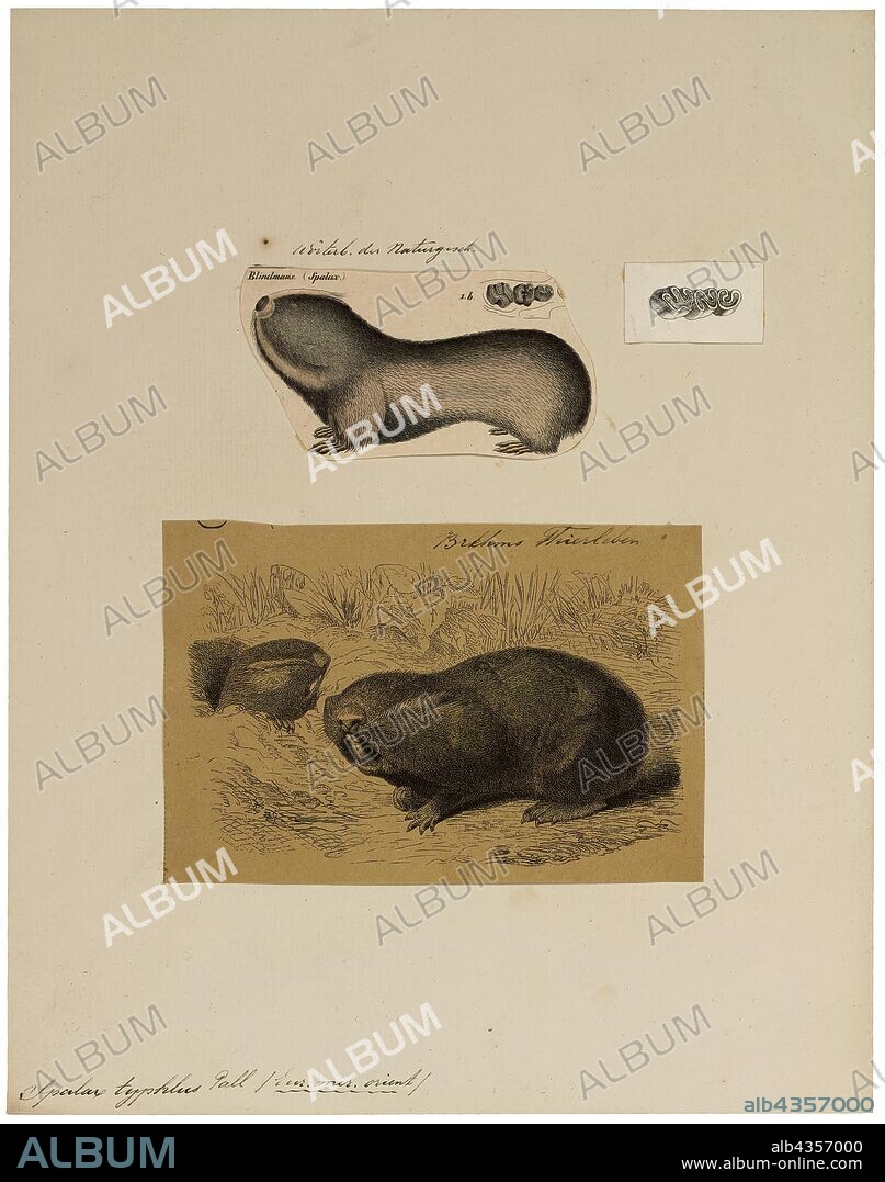 Spalax typhlus, Print, The genus Spalax contains the blind, fossorial, or subterranean mole rats, which are one of several types of rodents that are called "mole rats". The hystricognath mole-rats of the family Bathyergidae are completely unrelated, but some other forms are also in the family Spalacidae. Zokors (subfamily Myospalacinae), root rats, and bamboo rats (subfamily Rhizomyinae) are spalacids sometimes referred to as mole rats. Blind mole rats are in the family Spalacidae, but are unique enough to be given a separate subfamily, Spalacinae. Alternate opinions on taxonomy consider the blind mole-rats to be the only members of the family Spalacidae and rank other spalacid subfamilies as full families. Other authors group all members of the superfamily Muroidea into a single family, Muridae. The Spalacinae contains two genera and eight species. Some authorities treat all species as belonging to a single genus, Spalax., 1700-1880.