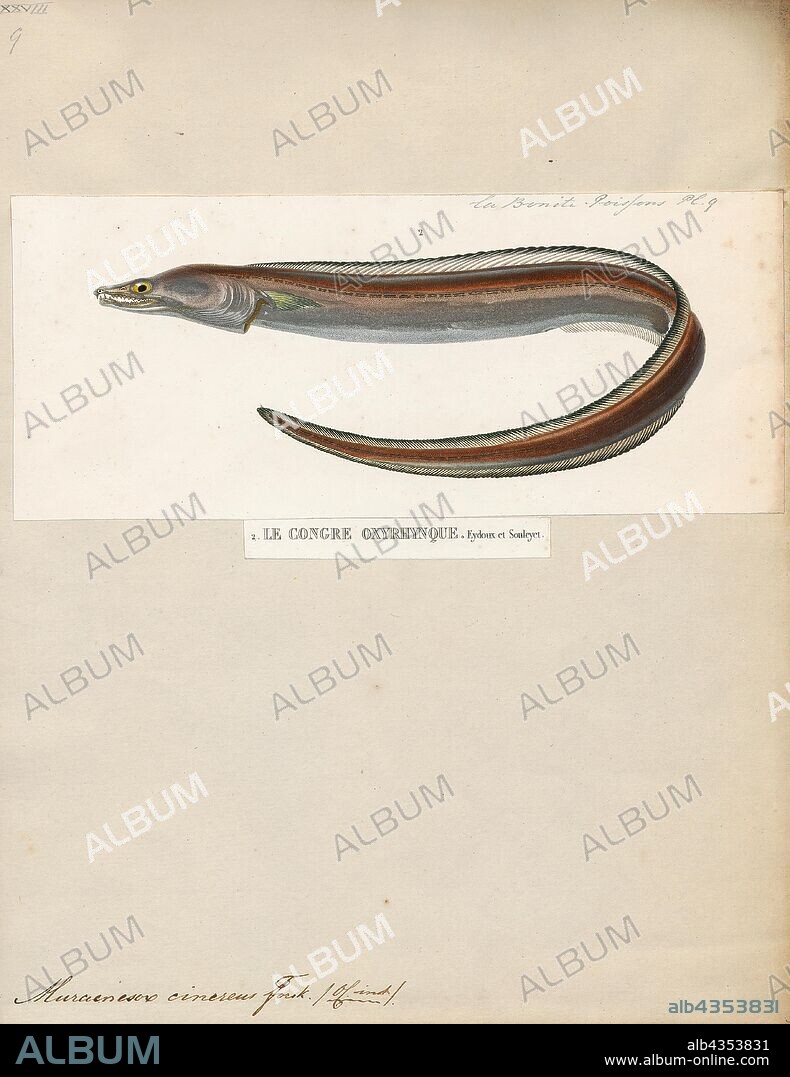 Muraenesox cinereus, Print, The dagger-tooth pike conger (Muraenesox cinereus) is a species of eel. They primarily live on soft bottoms in marine and brackish waters down to a depth of 800 m (2, 600 ft), but may enter freshwater. They are common to about 1.5 m (4.9 ft) in length, but may grow as long as 2.2 m (7.2 ft). Dagger-tooth pike congers occur in the Red Sea, on the coast of the northern Indian Ocean, and in the West Pacific from Indochina to Japan. It has also invaded the Mediterranean through the Suez Canal., 1841-1852.
