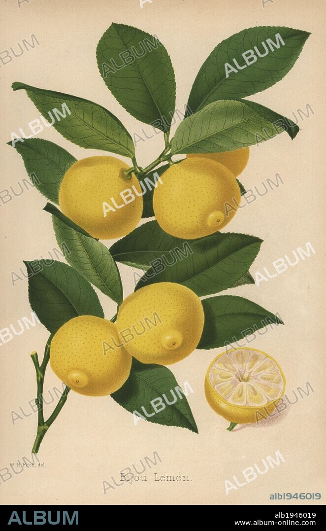 Bijou lemon cultivar, Citrus x limon. Drawn by Walter Hood Fitch, chromolithographed by G. Severeyns, Brussels, from "The Florist and Pomologist" Robert Hogg, London, published from 1878 to 1884. 251 hand-coloured and chromolithographic plates of fruit and flowers. Drawn by Walter Hood Fitch, Miss E. Regel, and J.L. Macfarlane, lithographed by G. Severeyns and Stroobant, Belgium.