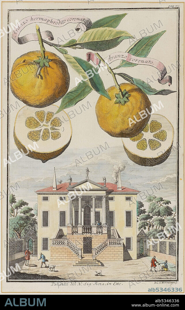JOSEPH DE MONTALEGRE. Aranzo hermaphrodito coronato.