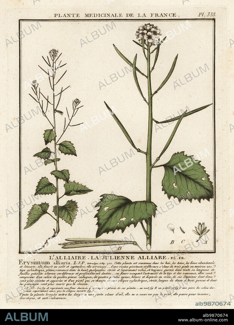 Garlic mustard, Alliaria petiolata. Lalliaire, la julienne alliare, Erysimum alliaria. Copperplate engraving printed in three colours by Pierre Bulliard from his Herbier de la France, ou collection complete des plantes indigenes de ce royaume, Didot jeune, Debure et Belin, 1780-1793.