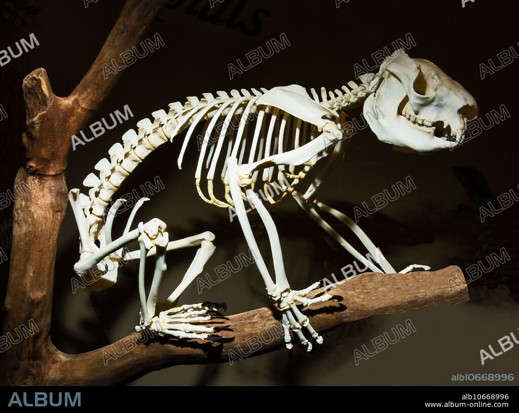Koala Skeleton (Phascolarctos cinereus) Museum of Osteology. Oklahoma City, Oklahoma, USA.