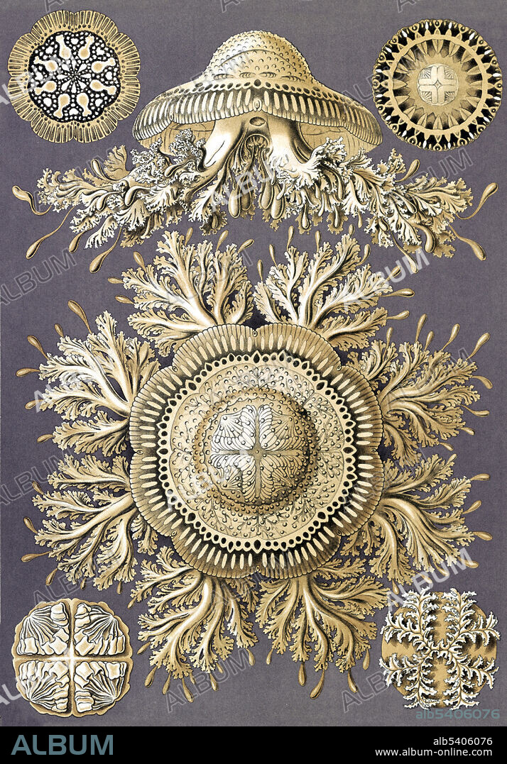 Discomedusae. Illustration showing six views of jellyfish. Kunstformen der Natur (Art Forms in Nature) is a book of lithographic and halftone prints by Ernst Haeckel. It consists of 100 prints of various organisms, many of which were first described by Haeckel himself, translated from sketch to print by lithographer Adolf Giltsch. Ernst Haeckel (1834 - 1919) was a German biologist, naturalist, philosopher, physician, professor, marine biologist, and artist. Haeckel's identification key was not provided.