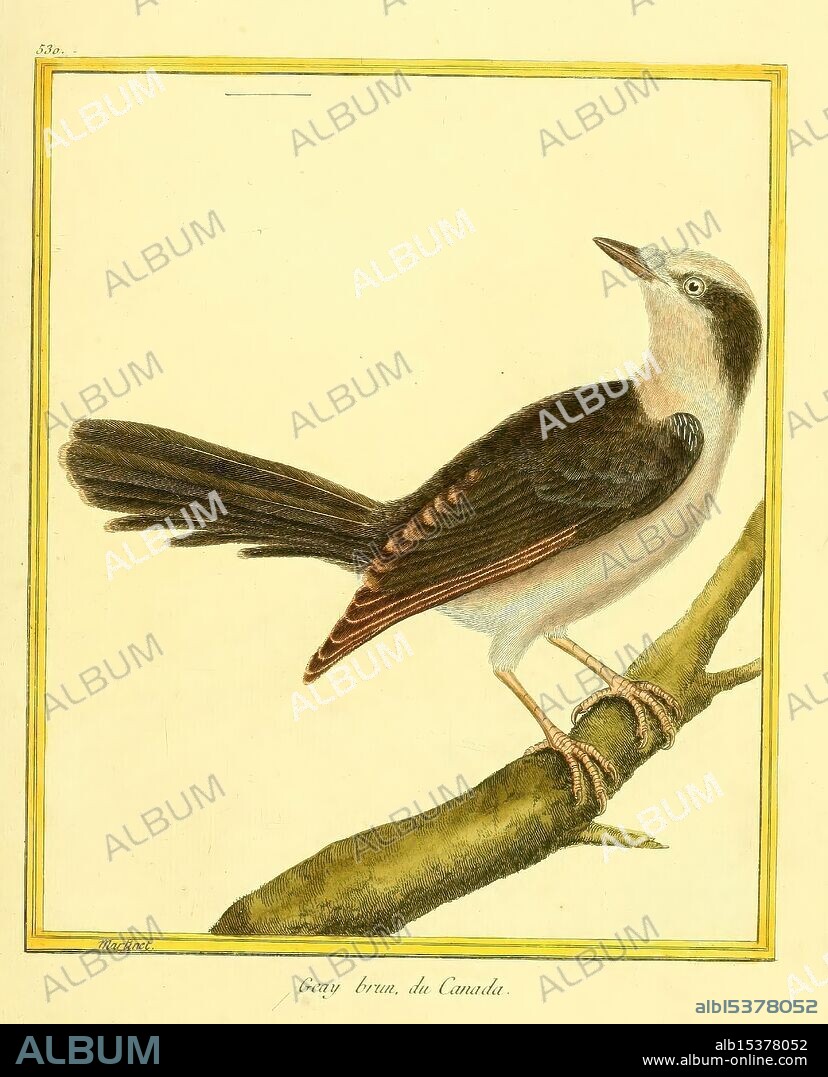 Planches enluminées d'histoire naturelle, Paris, s.n, 1765-1783, birds, pictorial works, zoology, A detailed illustration depicts a bird perched on a branch. The bird has a slender body with a combination of soft browns and creamy whites, accentuated by a striking black tail and wings. Its head features a subtle transition from light to dark tones, while the eyes are bright and alert. The branch it sits on appears textured, suggesting a natural environment. This artistic rendering captures the essence of the bird's elegance and form, inviting viewers to appreciate its beauty and the intricate details of its feathers and posture.