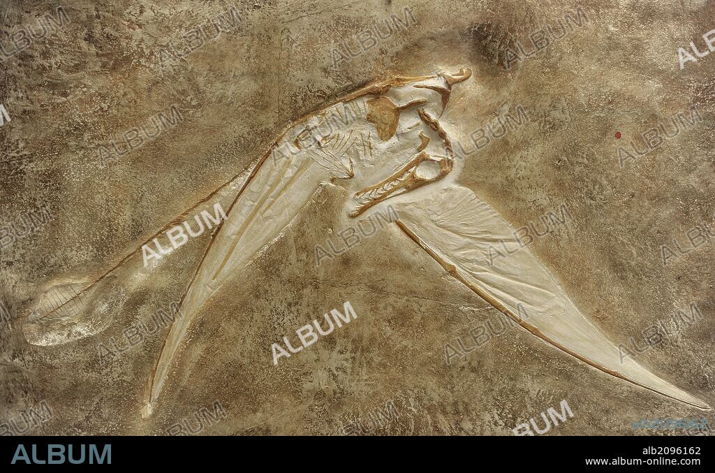 Rhamphorhynchus. Extinct genus of long-tailed pterosaurs in the Jurassic period. 150 million years ago. Rhamphorhynchus muensteri. Natural History Museum, Berlin, Germany.