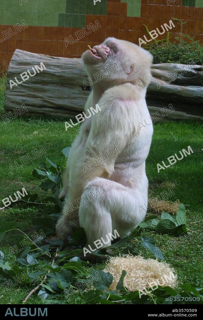 Copito de nieve, gorila albino. Zoológico de Barcelona.