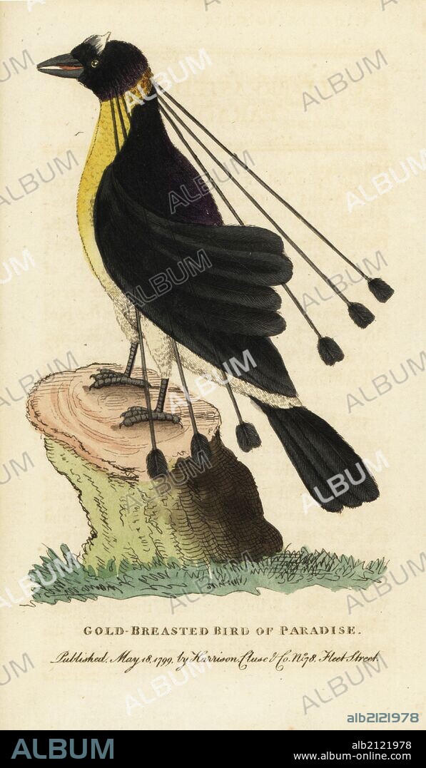 Western or Arfak parotia, Parotia sefilata, bird of paradise with six head wires. Illustration copied from George Edwards. Handcoloured copperplate engraving from "The Naturalist's Pocket Magazine," Harrison, London, 1799.