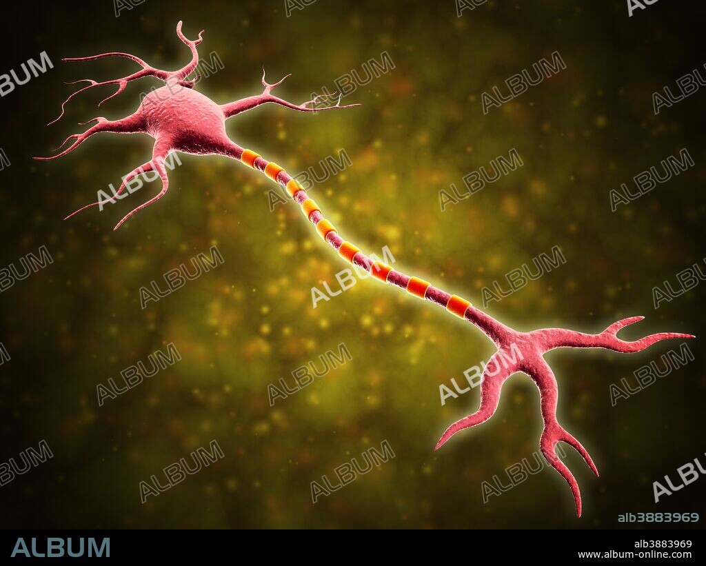 Microscopic view of a multipolar neuron. Multipolar neurons possess a single axon and many dendrites.