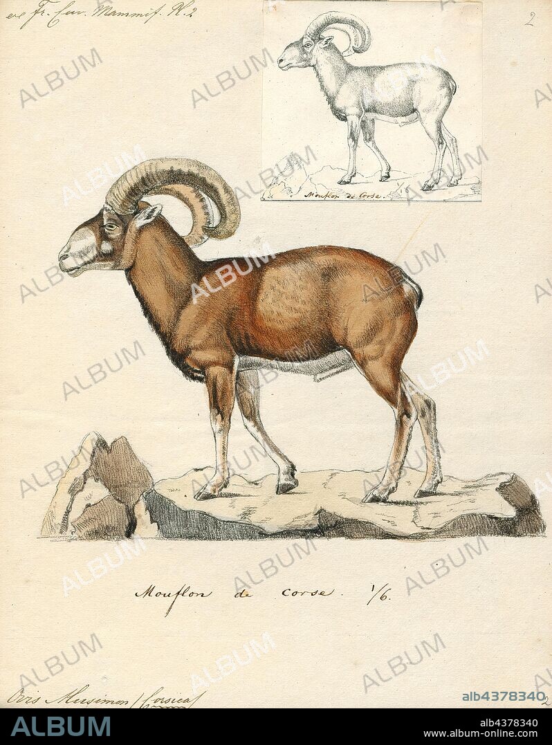 Ovis musimon, Print, The mouflon (Ovis orientalis orientalis group) is a subspecies group of the wild sheep (Ovis orientalis). Populations of O. orientalis can be partitioned into the mouflons (orientalis group) and the urials (vignei group). The mouflon is thought to be the ancestor for all modern domestic sheep breeds., 1700-1880.