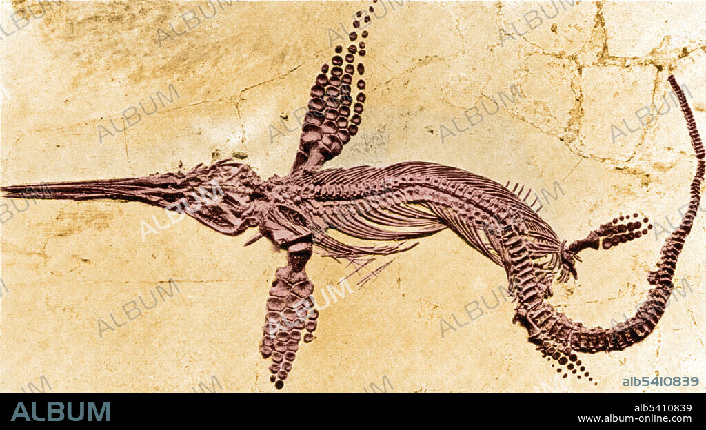 Ichthyosaurs were giant marine reptiles that resembled dolphins in a classic example of convergent evolution. During the middle Triassic Period, they evolved from as yet unidentified land reptiles that moved back into the water, in a development parallel to that of the ancestors of modern-day dolphins and whales. They averaged 7-13 feet in length, with a porpoise-like head and a long, toothed snout. It has been estimated that ichthyosaurs could swim at speeds up to 25 mph. The larger species had heavy jaws and teeth that indicated they fed on smaller reptiles. Although ichthyosaurs looked like fish, they were not.