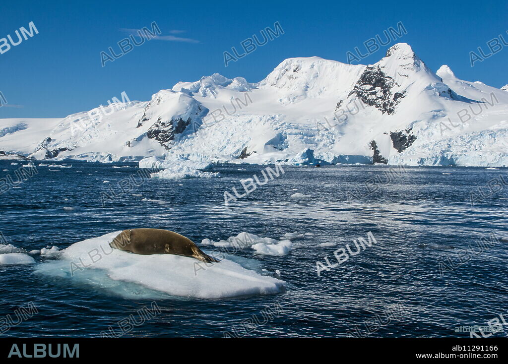 Leopard seal (Hydrurga leptonyx) lying on an ice shelf, Cierva Cove, Antarctica, Polar Regions.