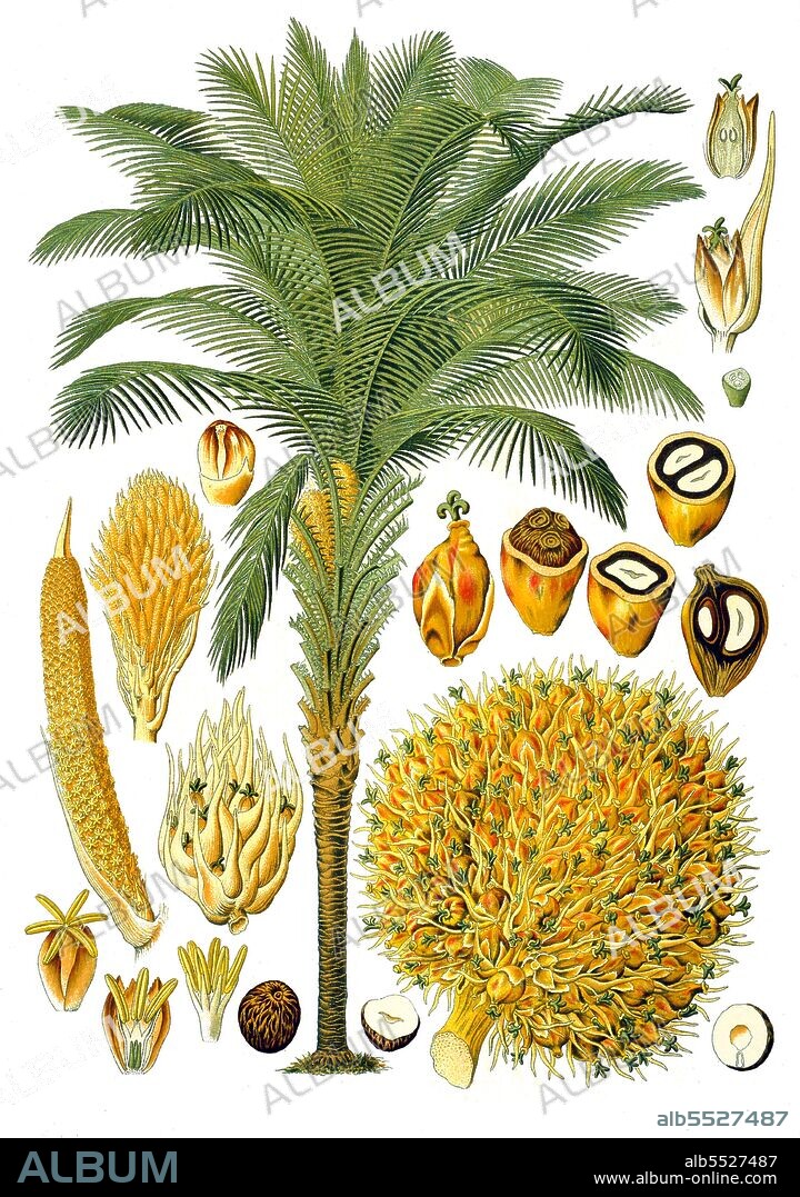 Palm oil (also known as dendê oil, from Portuguese) is an edible vegetable oil derived from the mesocarp (reddish pulp) of the fruit of the oil palms, primarily the African oil palm Elaeis guineensis, and to a lesser extent from the American oil palm Elaeis oleifera and the maripa palm Attalea maripa.  Palm oil is a common cooking ingredient in the tropical belt of Africa, Southeast Asia and parts of Brazil. Its use in the commercial food industry in other parts of the world is buoyed by its lower cost and by the high oxidative stability (saturation) of the refined product when used for frying.