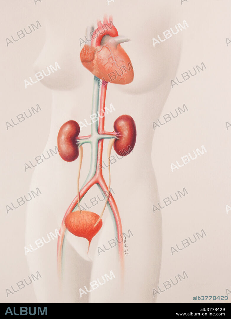 Illustration showing the position of the kidneys in the body (female).