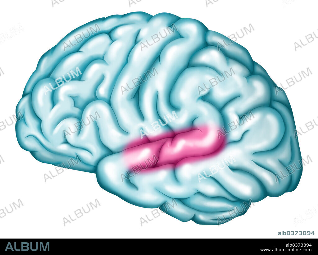 Auditory cortex.. Location of the auditory cortex (in pink) in the left hemisphere. The auditory cortex area is constituted by 3 components : the primary auditory cortex (reception of sounds), the auditory association cortex (treatment of sounds) and Wernicke's area (associated with the treatment of language).. See. image 0745107 for Wernicke's area alone and 0742507 for the auditory cortex area alone.