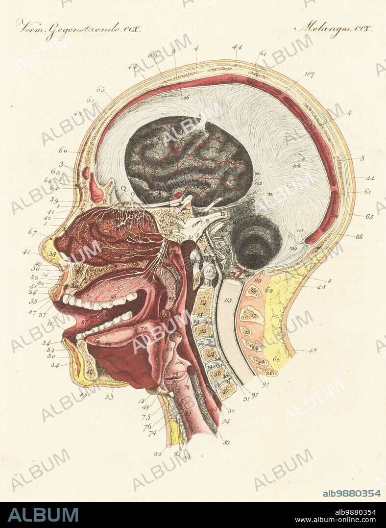 Anatomy of the sense of smell or olfaction in the human nose. Section through human head showing nasal cavity with cribriform plate, ofactory nerves, bulb and tract, brain, spine, etc. L'organe de l'odorat ou le nez de l'homme. Handcoloured copperplate engraving from Carl Bertuch's Bilderbuch fur Kinder (Picture Book for Children), Weimar, 1815. A 12-volume encyclopedia for children illustrated with almost 1,200 engraved plates on natural history, science, costume, mythology, etc., published from 1790-1830.