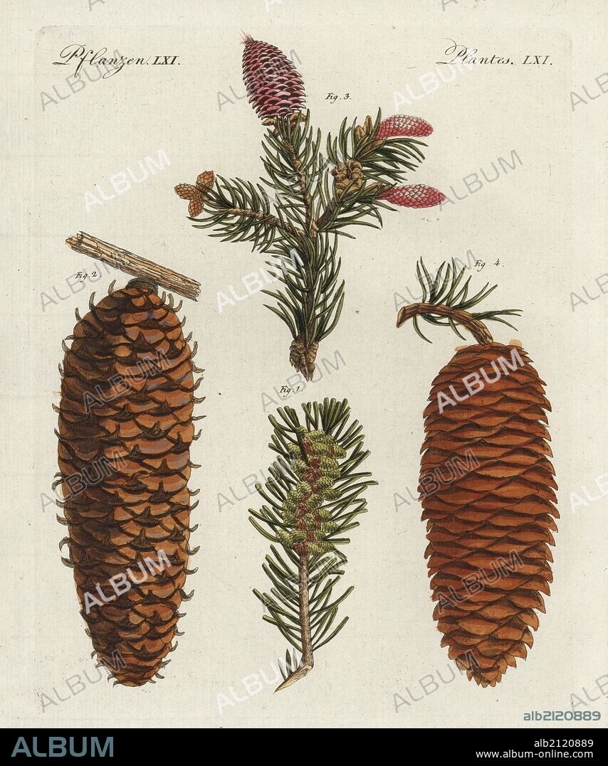 White spruce tree, Picea glauca, foliage 1 and cone 2, and Norway spruce, Picea abies, foliage 3 and cone 4. Handcoloured copperplate engraving from Bertuch's "Bilderbuch fur Kinder" (Picture Book for Children), Weimar, 1798. Friedrich Johann Bertuch (1747-1822) was a German publisher and man of arts most famous for his 12-volume encyclopedia for children illustrated with 1,200 engraved plates on natural history, science, costume, mythology, etc., published from 1790-1830.