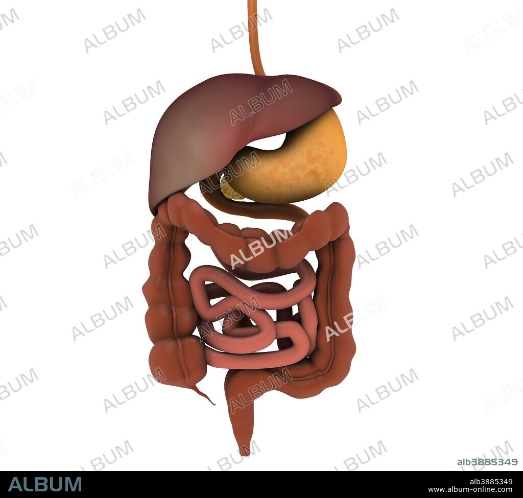 Conceptual image of human digestive system.