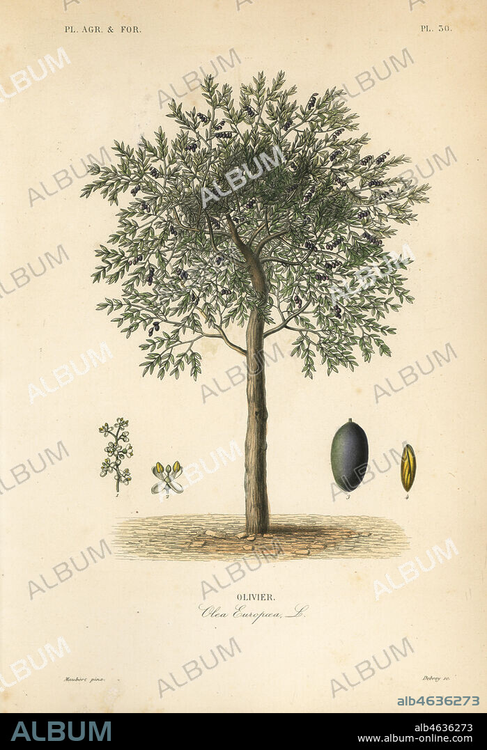 Olive tree, Olea europaea, olivier. Handcoloured steel engraving by Debray after a botanical illustration by Edouard Maubert from Pierre Oscar Reveil, A. Dupuis, Fr. Gerard and Francois Herincqs La Regne Vegetal: Planets Agricoles et Forestieres, L. Guerin, Paris, 1864-1871.