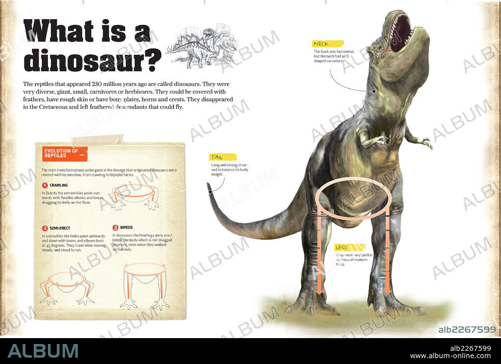 ¿Qué es un dinosaurio?. Infografía sobre las características generales de los dinosaurios y la evolución de los reptiles.