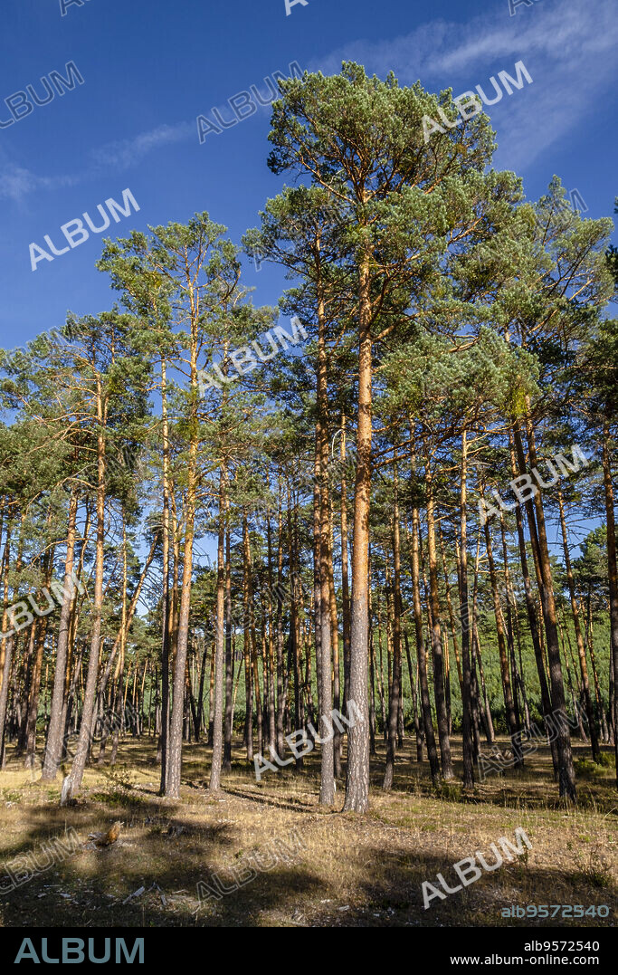 Scots pine forest, Pinus sylvestris, Navaleno, Soria, Autonomous Community of Castile, Spain, Europe.