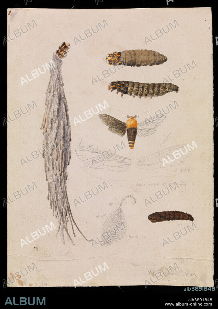 ARTHUR BARTHOLOMEW. Saunders' Case-Moth, Metura elongatus. Date/Period: 1861. Image. Height: 190 mm (7.48 in); Width: 150 mm (5.90 in).
