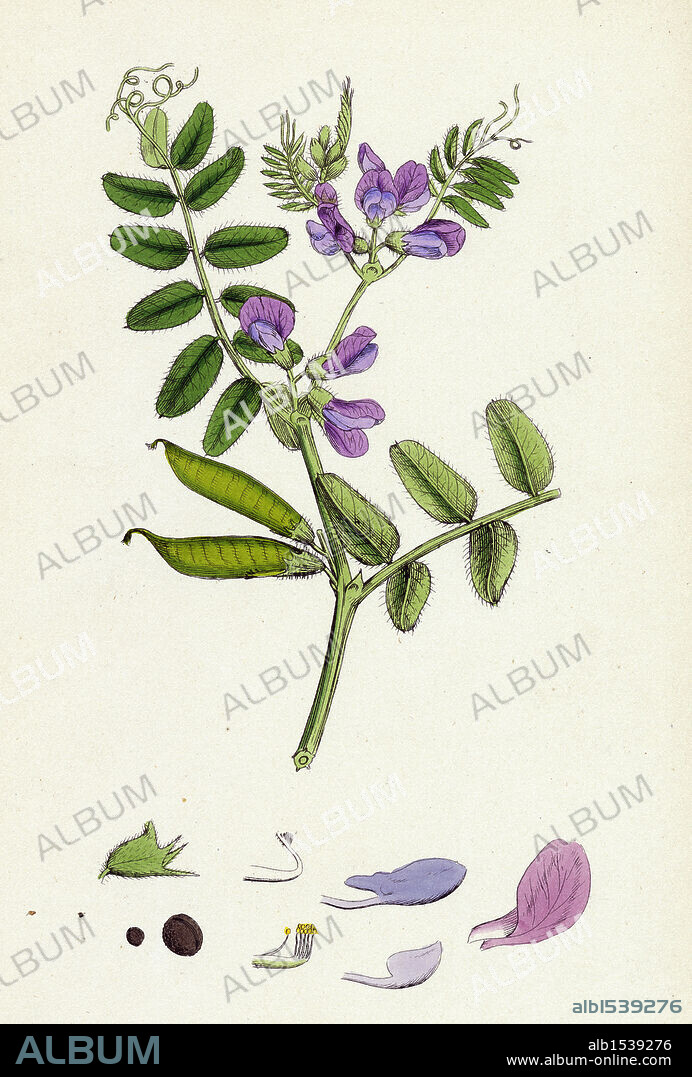 Vicia sepium; Bush Vetch.