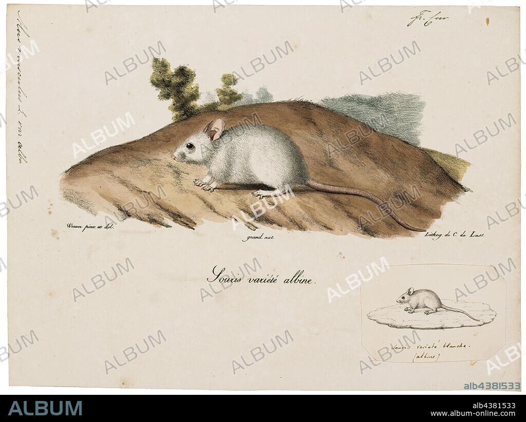 Mus musculus, Print, The house mouse (Mus musculus) is a small mammal of the order Rodentia, characteristically having a pointed snout, large rounded ears, and a long and hairy tail. It is one of the most abundant species of the genus Mus. Although a wild animal, the house mouse has benefited significantly from associating with human habitation to the point that truly wild populations are significantly less common than the semi-tame populations near human activity., 1700-1880.