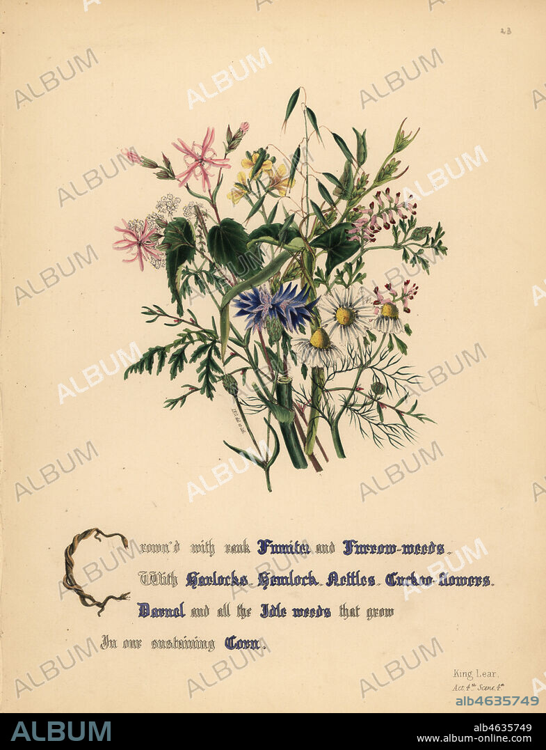 Fumiter, Furrow weeds, Hardocks, Hemlock, Nettles, Cuckow-flowers, Darnell and Corn (King Lear). Handcoioured botanical illustration drawn and lithographed by Jane Elizabeth Giraud from The Flowers of Shakespeare, Day and Haghe, London, 1845.