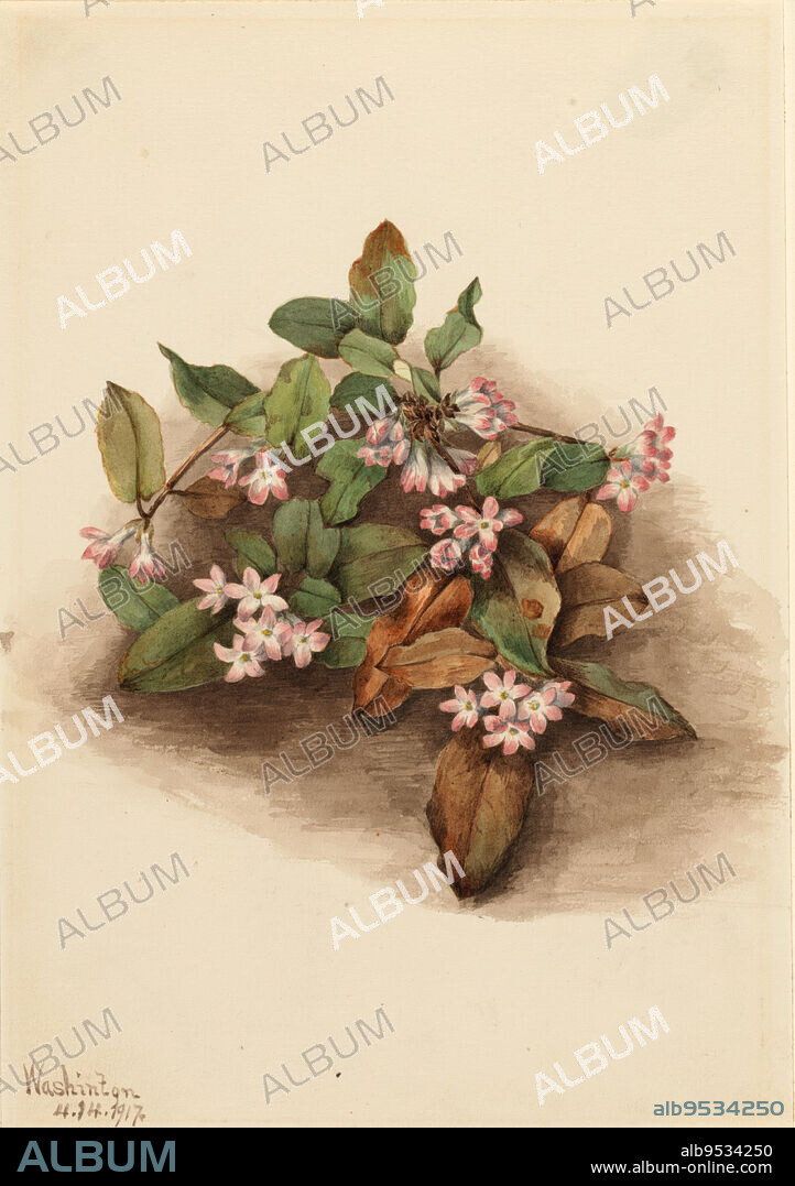 MARY VAUX WALCOTT. Trailing Arbutus (Epigaea repens). Date: 1917. Watercolor on paper.