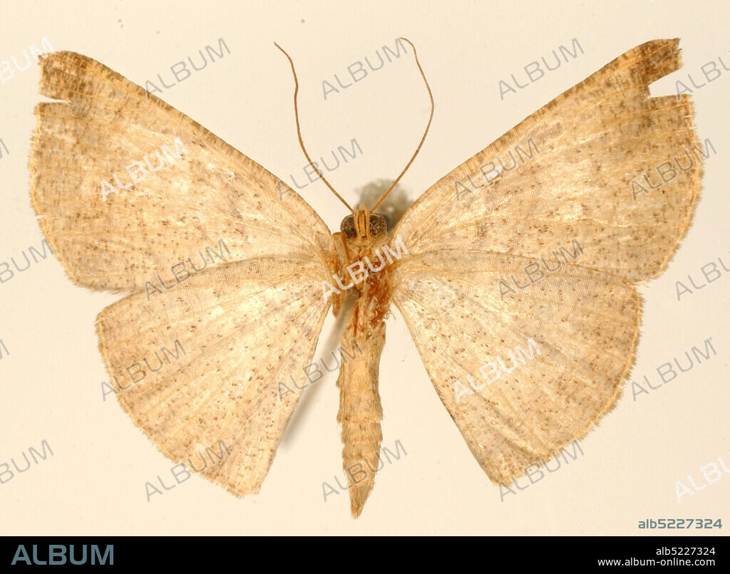 Pinned, Orizaba, Mexico, Mexico, Acrotomia trilva Schaus, 1901, Animalia, Arthropoda, Insecta, Lepidoptera, Geometridae, Ennominae.