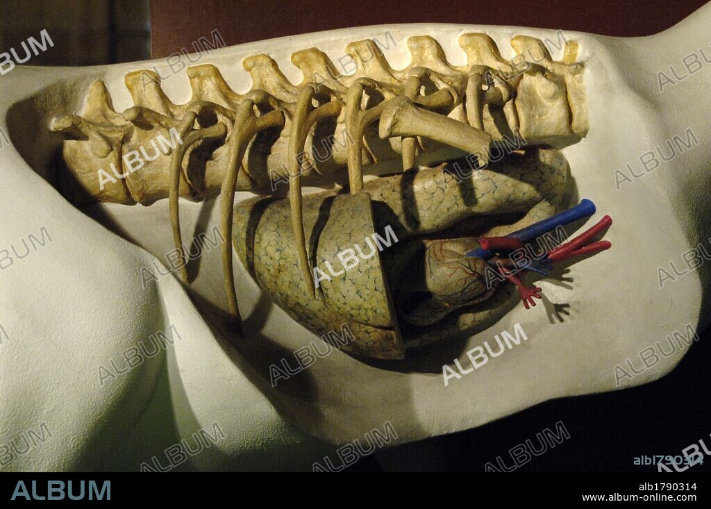 Replica model of a dinosaur heart. Natural History Museum. London. United Kingdom.