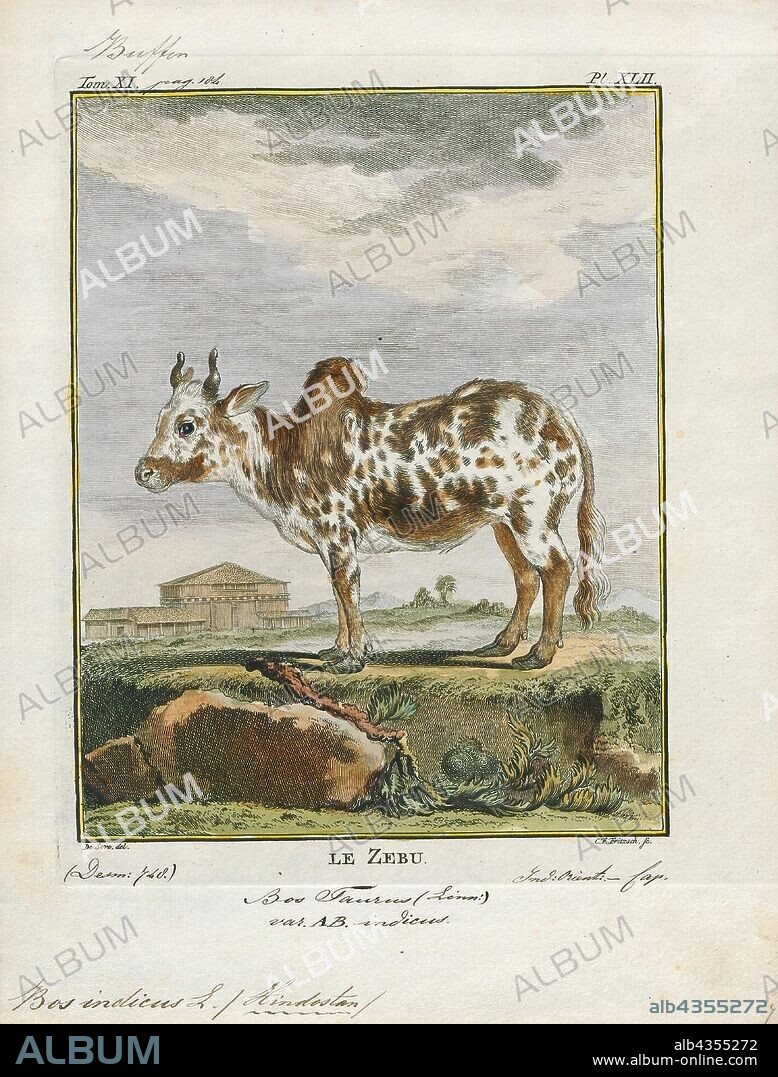 Bos indicus, Print, A zebu, sometimes known as indicine cattle or humped cattle, is a species or subspecies of domestic cattle originating in South Asia. Zebu are characterised by a fatty hump on their shoulders, a large dewlap, and sometimes drooping ears. They are well adapted to withstanding high temperatures, and are farmed throughout the tropical countries, both as pure zebu and as hybrids with taurine cattle, the other main type of domestic cattle. Zebu are used as draught and riding animals, dairy cattle, and beef cattle, as well as for byproducts such as hides and dung for fuel and manure. Zebu, namely miniature zebu, are kept as companion animals. In 1999, researchers at Texas A&M University successfully cloned a zebu., 1700-1880.