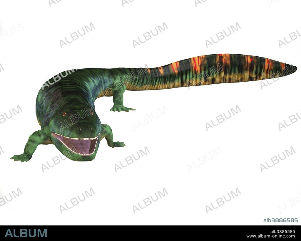 Eogyrinus aquatic tetrapod on white background. Eogyrinus was a aquatic predatory tetrapod that lived in the Carboniferous Period of England.