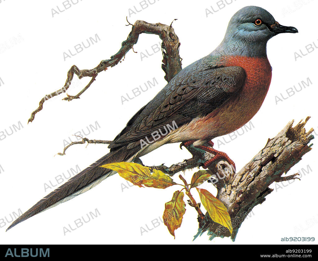 Passenger Pigeon, Ectopistes migratorius. The Passenger Pigeon was once the most numerous species of bird in all of North America. By 1900 the last Passenger Pigeon was reportedly killed in Ohio and the last one born in captivity died of old age in 1914 at the Cincinnati Zoo.