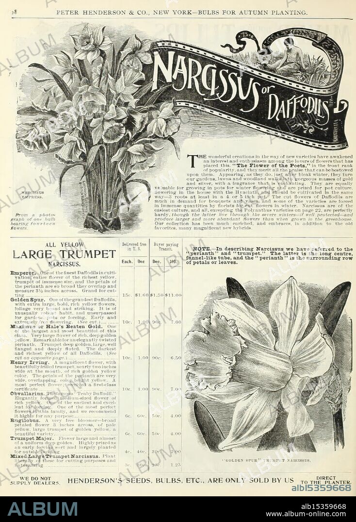 Autumn, bulbs, catalogue, New York, Peter Henderson & Co, 1900, flowers, gardening, seeds, catalogs, narcissus, equipment and supplies, bulbs, plants, trade catalogues, Peter Henderson Co, garden stories, in bloom, This illustration showcases a vibrant display of large trumpet daffodils, accompanied by intricate decorative lettering that reads 'Narcissus or Daffodils.' The design highlights the beauty and elegance of the flowers, with detailed depictions of the petals and blossoms. Below the artwork, there is a catalog entry from Peter Henderson & Co., outlining various types of daffodil bulbs available for purchase, including descriptions and prices. The text emphasizes the range of yellow varieties, offering gardening enthusiasts insight into the characteristics and cultivation of these cheerful spring flowers. The layout combines artistic illustration with informative text, appealing to both aesthetics and the practical needs of gardeners.