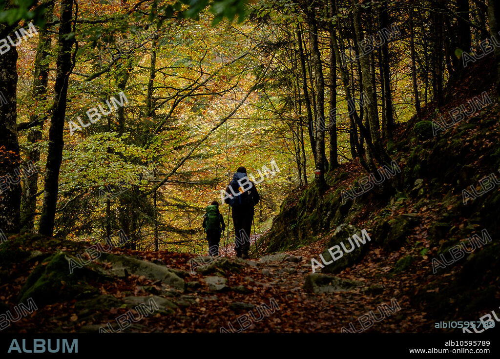 bosque de Bordes, valle de Valier -Riberot-, Parque Natural Regional de los Pirineos de Ariège, cordillera de los Pirineos, Francia.