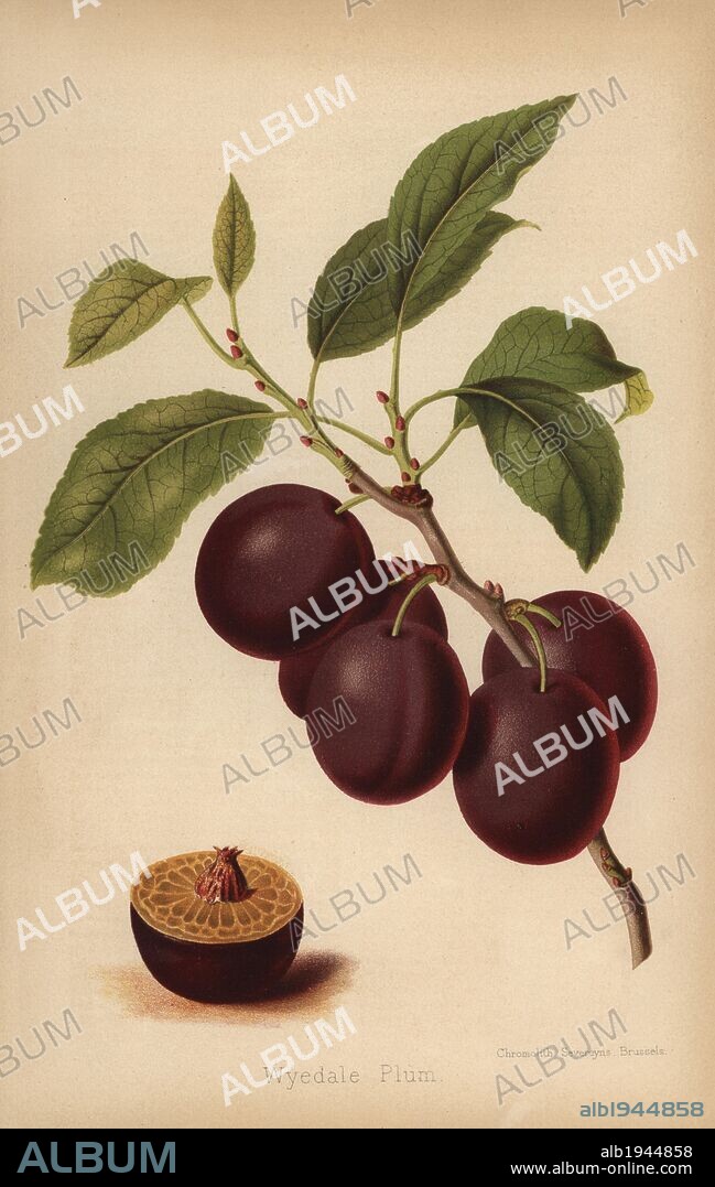 Wyedale Plum cultivar, Prunus domestica. Chromolithograph from "The Florist and Pomologist" Robert Hogg, London, published from 1878 to 1884. 251 hand-coloured and chromolithographic plates of fruit and flowers. Drawn by Walter Hood Fitch, Miss E. Regel, and J.L. Macfarlane, lithographed by G. Severeyns and Stroobant, Belgium.