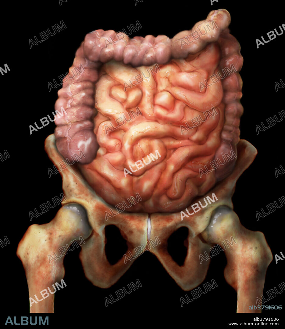 Small and large intestines of a man. The small intestine is responsible for the majority of nutrient absorption while the large intestine absorbs most of the remaining water and vitamins produced by the resident bacterial flora, as well as moving the waste material to its final destination in the rectum. The lower gastrointestinal tract sits slightly lower and wider in the female than in the male, due to the larger pelvic girdle of the female skeleton as adapted for childbirth.