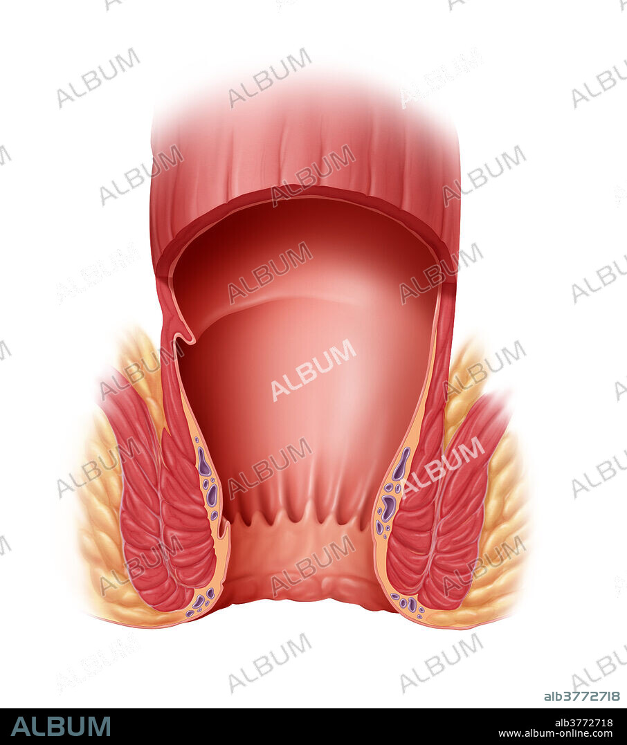 Normal rectum, the terminal portion of the large intestine.